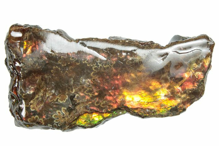 Iridescent Ammolite (Fossil Ammonite Shell) - Visible Sutures! #293338